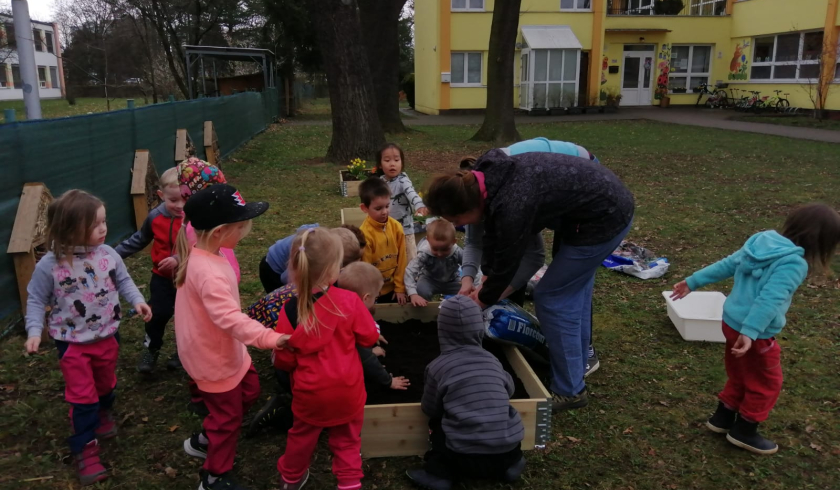 Berušky sází jarničky