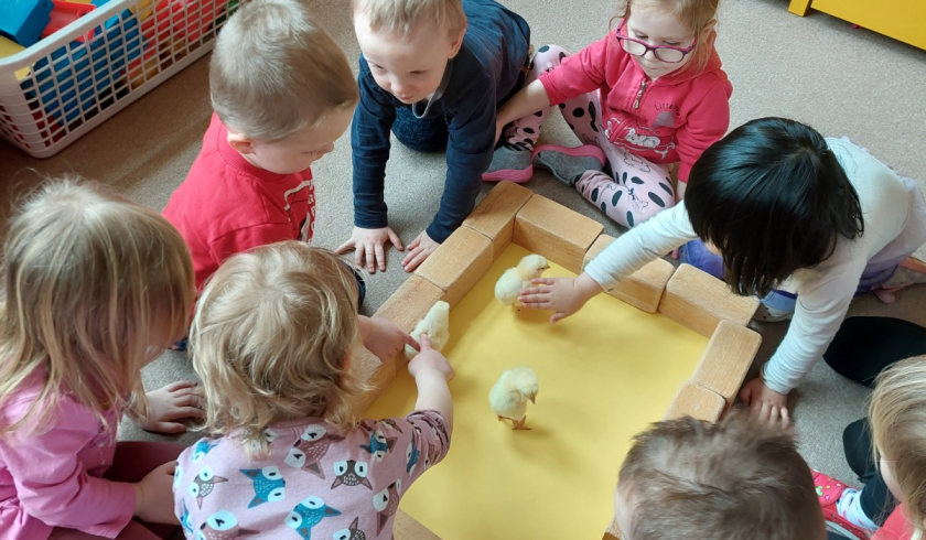 Kuřátka a jiné